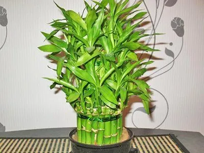 Как посадить бамбук в домашних условиях