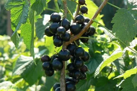 Как подкормить малину осенью: семь проверенных способов внесения удобрений для хорошего урожая