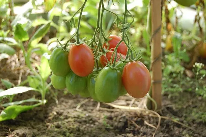 Как правильно формировать кусты томатов