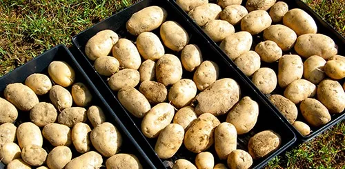 Первый день хранения картофеля