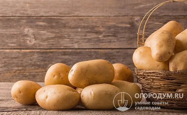 В городских квартирах картофель можно хранить под раковиной в плетеных корзинах, деревянных или пластиковых ящиках. Их также можно хранить на балконах, в лоджиях или в коридорах.