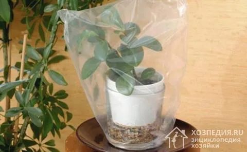 Небольшие растения можно накрыть сверху прозрачным пакетом.