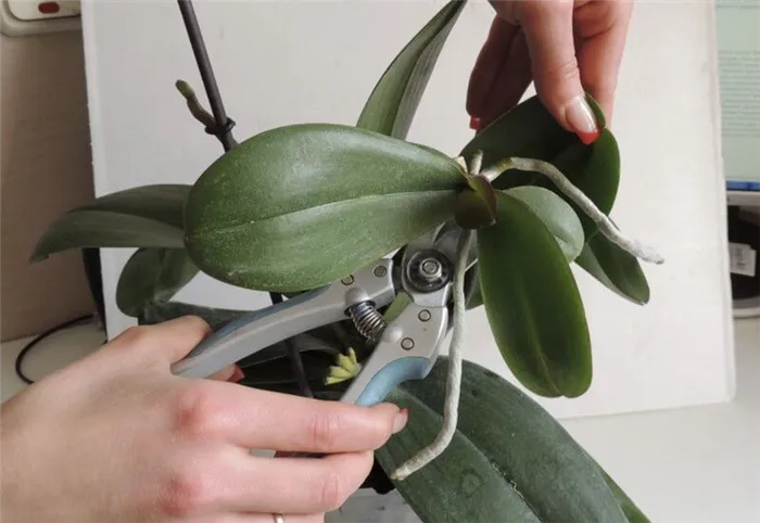 Как вырастить орхидеи из цветочной напряженности: практические советы
