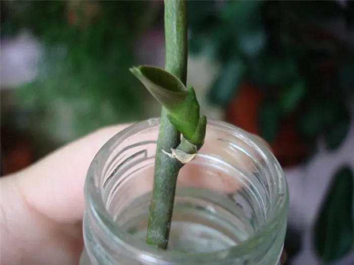 Как вырастить орхидеи из цветочных стеблей