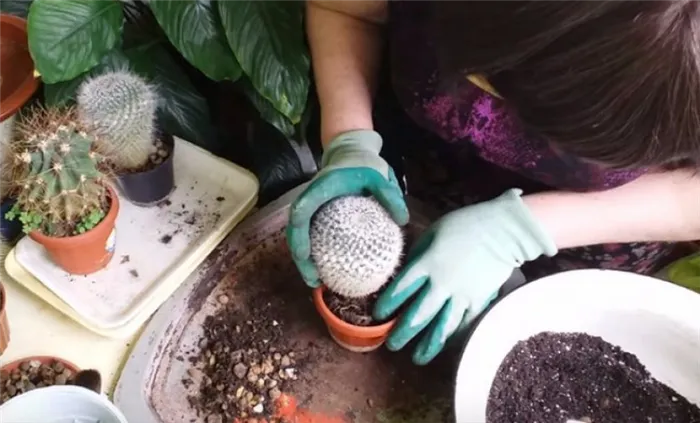 Подготовка почвы для кактусов