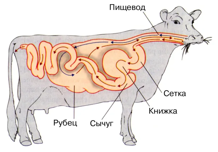 Внутренняя система коровы.
