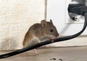 Как избавиться от мышей.