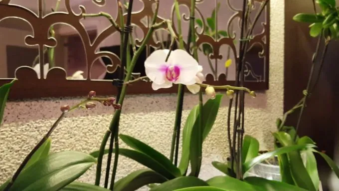 Применение цитокининовой пасты для орхидей