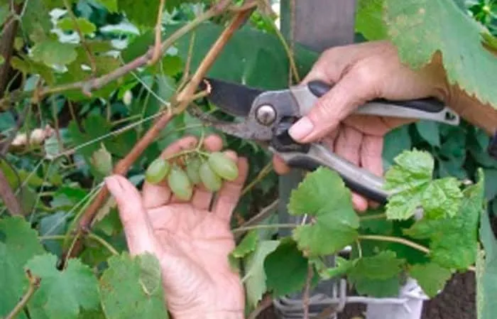 Пошаговое руководство по обрезке винограда летом для начинающих садоводов