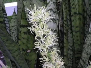 Сансевиерия - вечнозеленое экзотическое растение. Как ухаживать за нетребовательным растением?