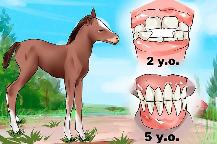 Зубы лошадей в возрасте 2 и 5 лет
