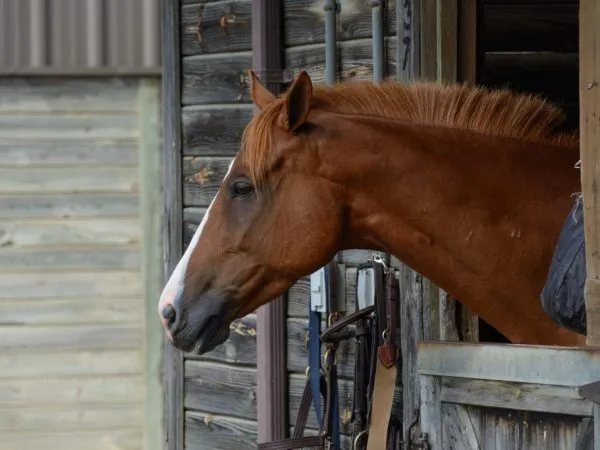 Состояние дома благотворно влияет на жизнь лошади
