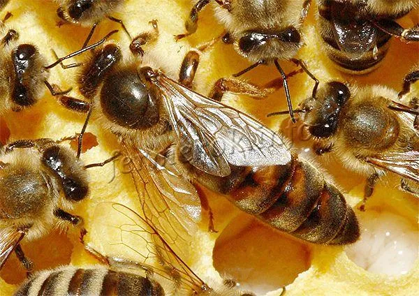 Самой долгоживущей пчелой является королева, которая живет на пасеке 3-4 года.
