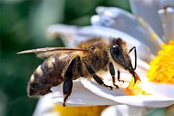 Рабочие пчелы (трутни) живут летом примерно 30-40 дней.