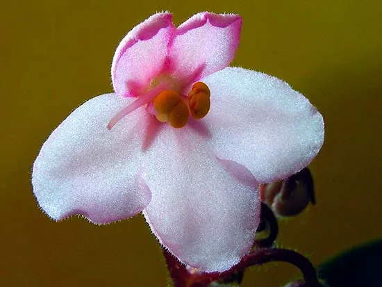 Цветок сенполия гибридная
