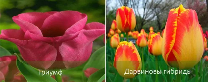 Умеренно цветущие тюльпаны