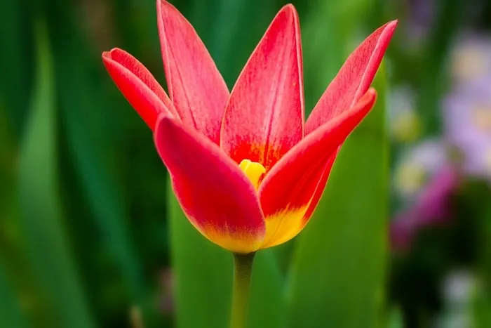 Цветы тюльпана