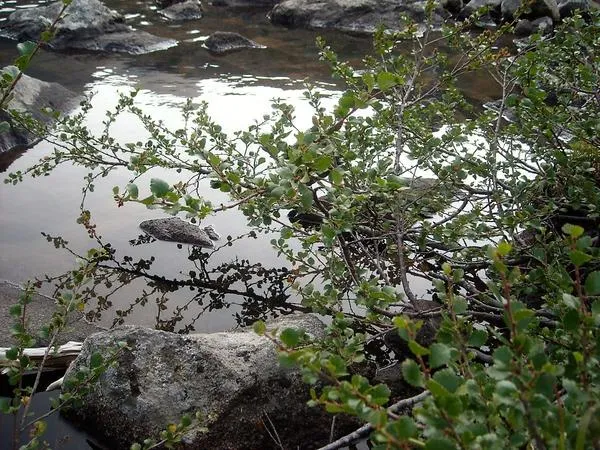 Карликовая береза на берегу естественного водоема. Фото автора.