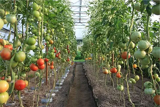 Независимые сорта томатов