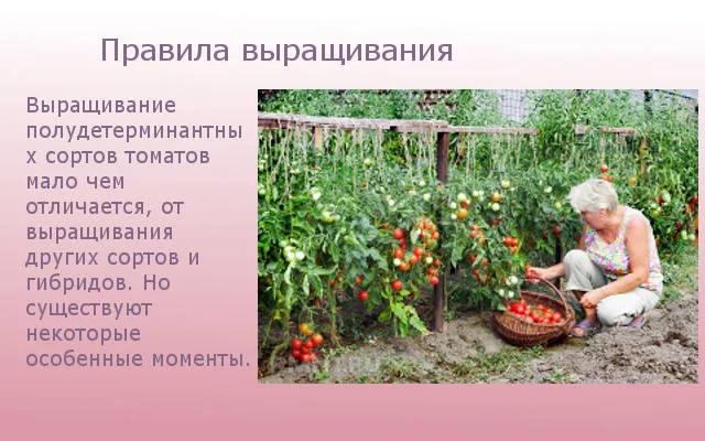 Правила выращивания сортов томатов.
