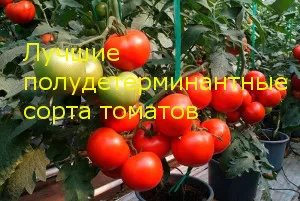 Лучшие томаты с полуодревесневшими сортами