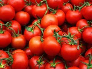 Описание лучших голландских сортов томатов для теплиц и открытого грунта