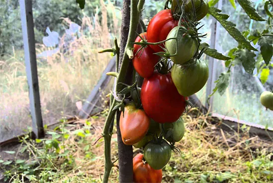 Индетерминантные томаты Мазарини