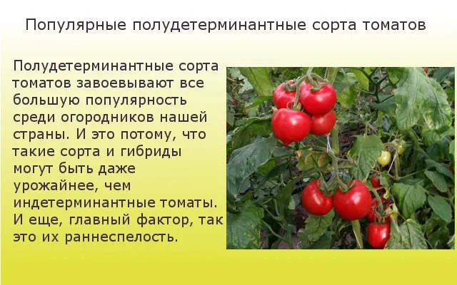 Популярные полуудлиненные сорта томатов