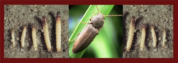 Личинки полосатого жука и проволочника