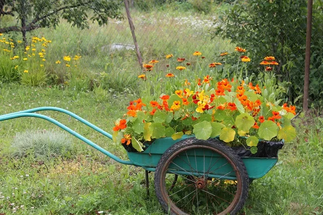 Цветники с колясками