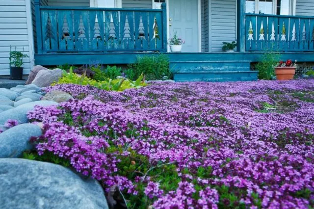 15 лучших вьющихся многолетников - красочные ковры для сада