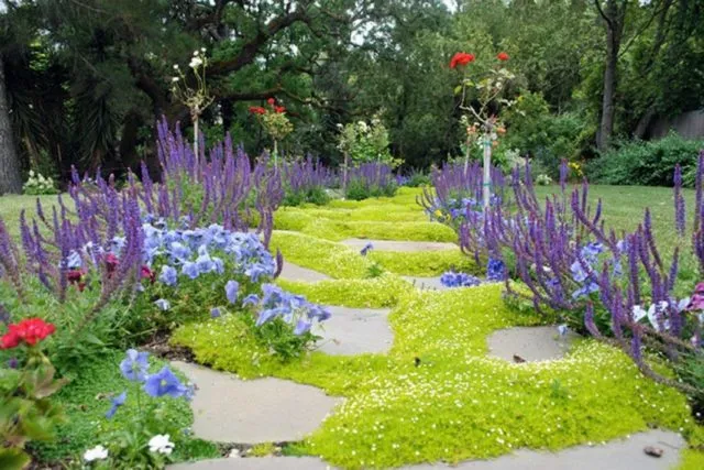 15 лучших вьющихся многолетников - красочные ковры для сада
