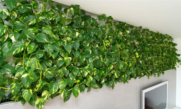 Скиндапсус быстро превращает стену комнаты в зеленое растение