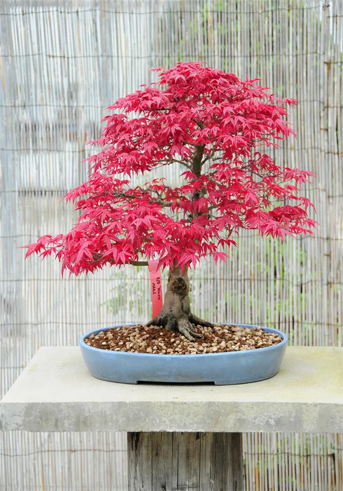 Некоторые деревья бонсай, например, этот японский клен, меняют цвет осенью и теряют листья на зиму.
