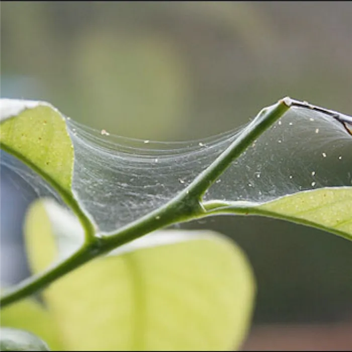 Как бороться с паутинными клещами на растениях