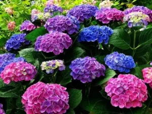 Фотании, меняющие цвет. Как создать голубые или розовые растения?